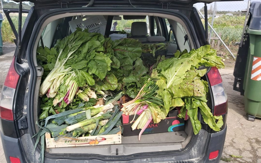 7.000 kilos de productos de nuestros Huertos entregados a entidades sociales de Cádiz