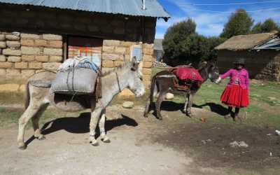Por el derecho a la alimentación de 41 familias empobrecidas de Perú