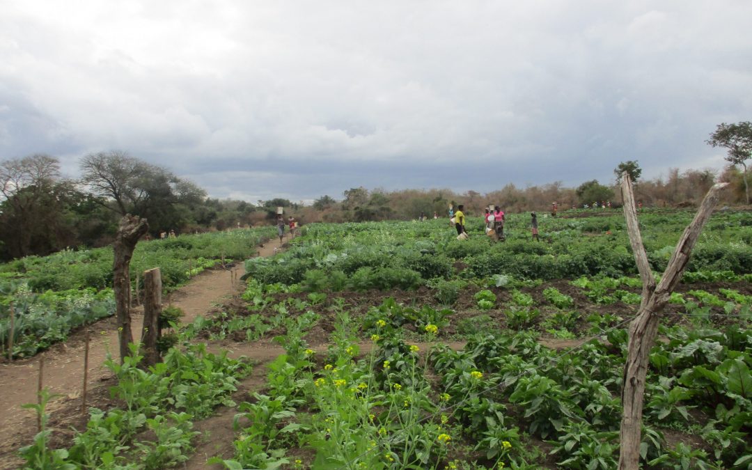 8.500 familias en Mozambique buscan mejorar su alimentación, acceso al agua y el manejo sostenible de sus recursos