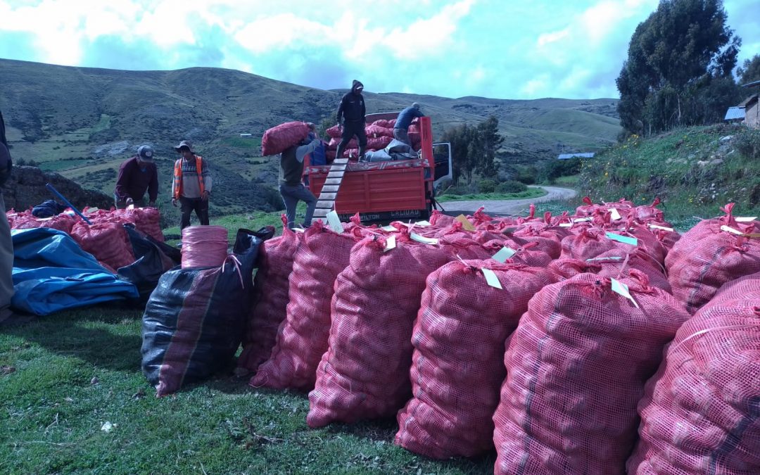 350 familias del proyecto ‘Medios de Vida’ de Madre Coraje logran competir en el mercado peruano con su papa nativa de pulpa de color