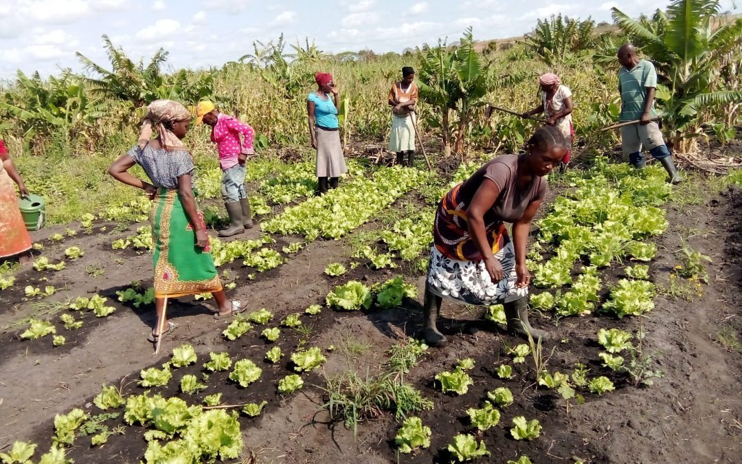 El Gobierno de Navarra y Madre Coraje apoyan a 14.000 personas en Mozambique promoviendo el desarrollo económico local