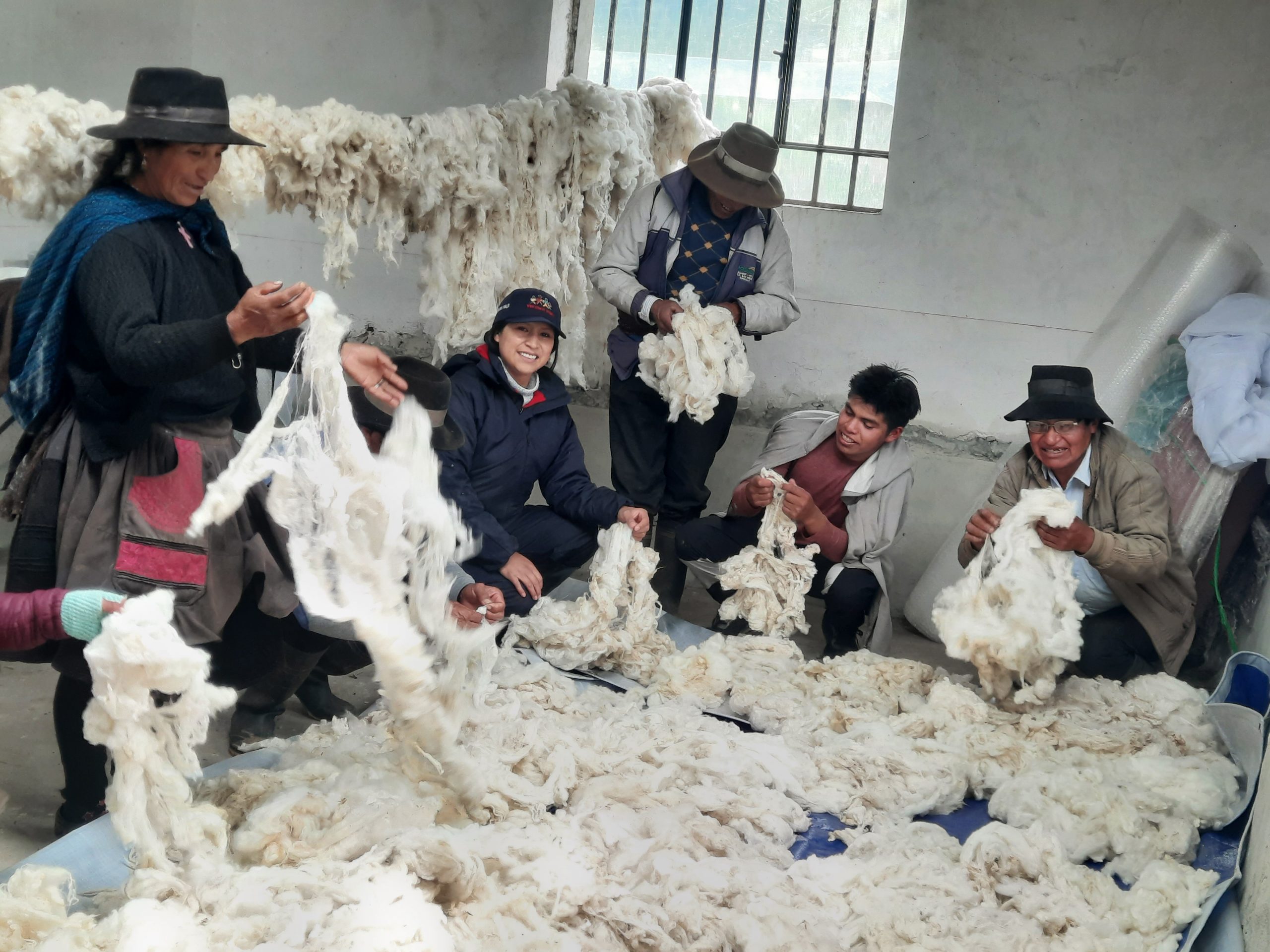 2.Uso de la demostración en el lavado de la fibra de alpaca y lana de ovino.