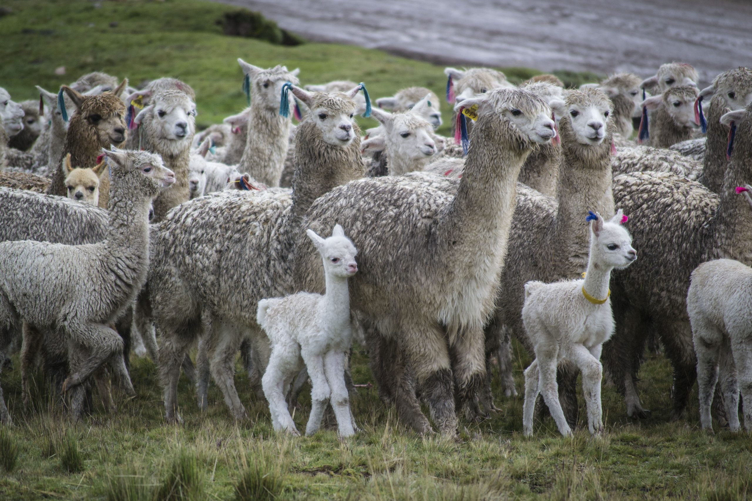 6. P.118 – Crías de alpaca