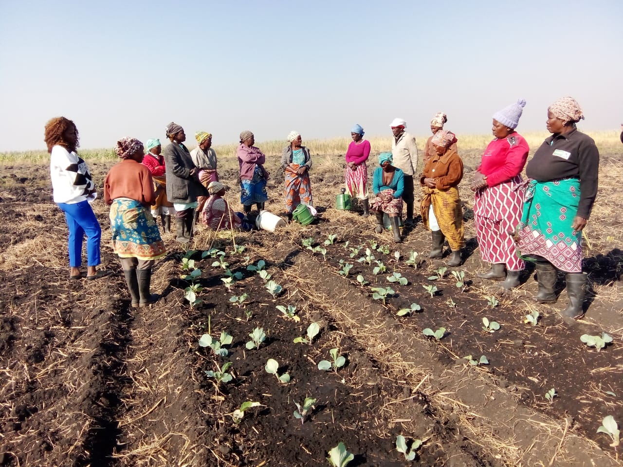 Campo productores Mongwe 2