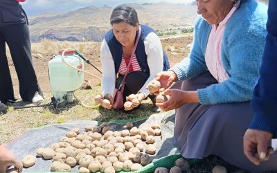 El apoyo del Ayuntamiento de Córdoba y Madre Coraje permite que 50 familias andinas vuelvan a sembrar esperanza en Perú