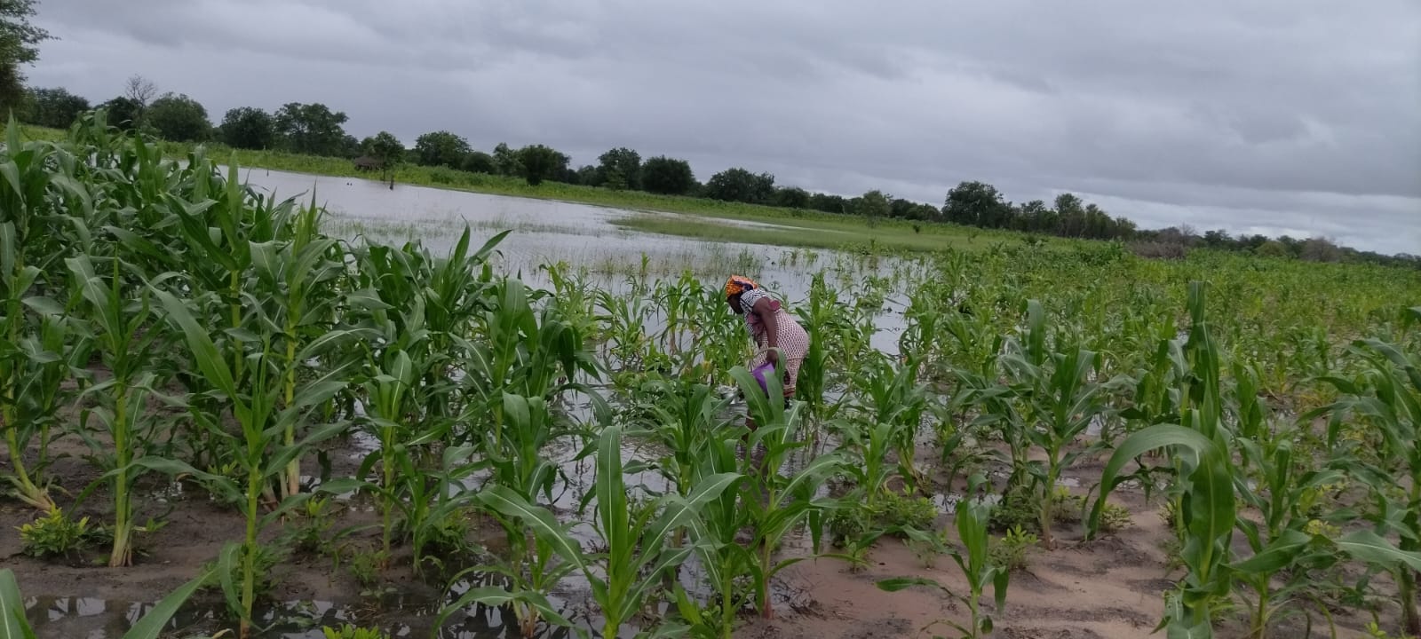Machambas de produtores de Tchelefo inundadas pelas Chuvas, Cultura Milho, feijao e amendoim
